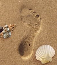 Footprint and seashells on sandy beach.