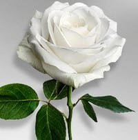 Close-up of a white rose with green leaves.