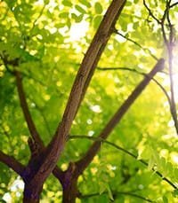 Sunlight through green tree leaves.