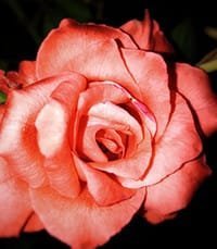 Close-up of vibrant pink rose in bloom.