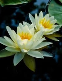 Two blooming white water lilies on pond
