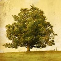 Large tree on grassy field, vintage effect