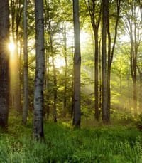 Sunlight filtering through forest trees at sunrise.