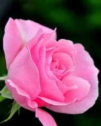 BYERS, Sharon Glenys Byers