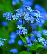 SINDREY, Lorraine Violet Sindrey
