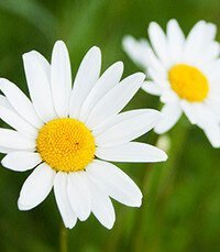 Close-up of daisies in a green field