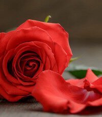 Close-up of a red rose with petals.