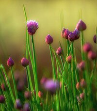 Purple chive blossoms in a green field.