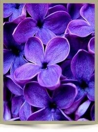 Close-up of vibrant purple lilac flowers.