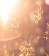 Sunlit delicate grass in a dreamy field