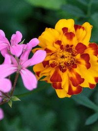 McCORMICK, Karen Jeannette McCormick