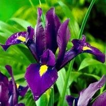 GRACE, Iris Mary Grace