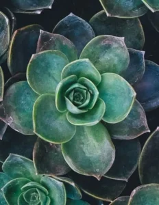 TAYLOR, Charlene Taylor