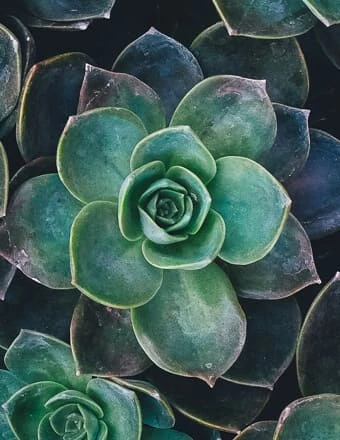 TAYLOR, Charlene Taylor