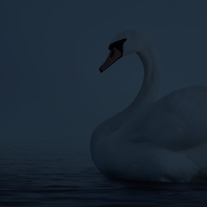 SRIGLEY, Judy Srigley