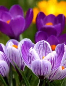 WALTON, Fern Louise Walton