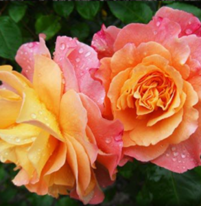 WILLIAMS, Eric Williams