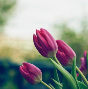 WEINERT, Vivian (Jones) Weinert