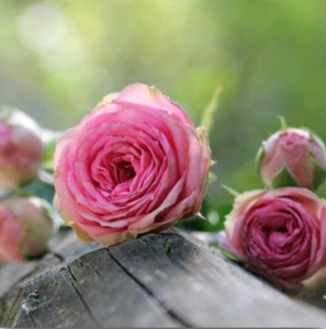 LYPKO, Wojciech Frank Lypko