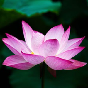 WHITEHALL, Mary Whitehall