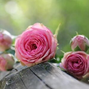 CRAWFORD, Jane Elizabeth Crawford