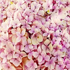 DAVYES, Linda Davyes