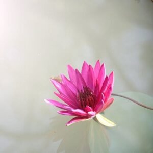 HARPER, Laura Irene Harper