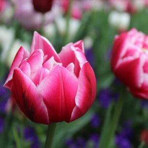 WINCHESTER, Isabella Winchester