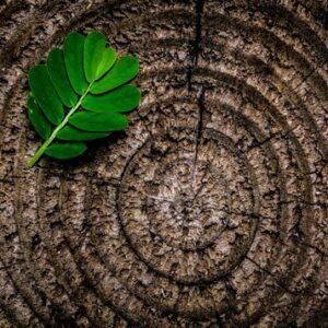 CUILLERIER, Sharon Dale Cuillerier