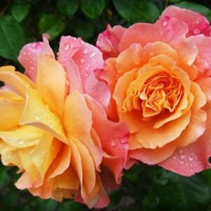 BAGNOLI, Erminia Bagnoli