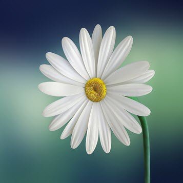 BRUCE, Rev. Holly Francis Bruce