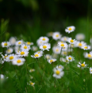 PHELAN, Michael Phelan