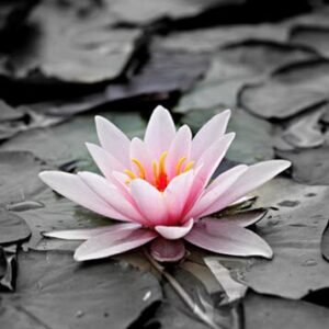 GARLAND, Joan Garland