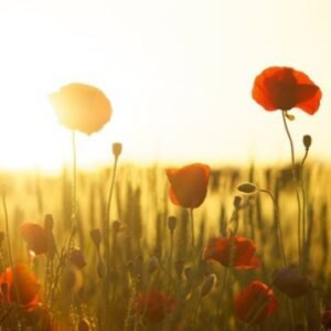 TANKOVICH, Robert Tankovich