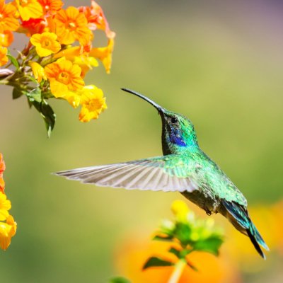 LOGAN, Stacey Alexandra Logan