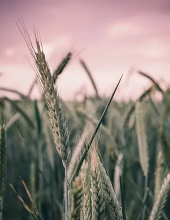 REZKALLA, Ezzat Abdou Basta Rezkalla