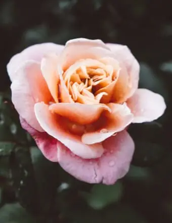 HALLETT, Frank Stanford Hallett