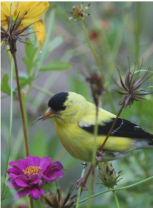 MARCHETTI, Quinto Marchetti