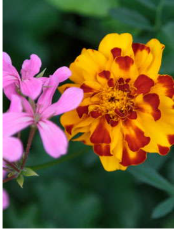 GARDNER, Joan May Gardner