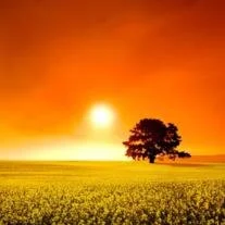 TAYLOR, Thomas Robert Taylor