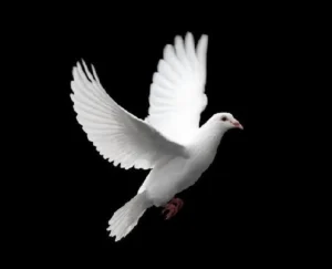 SIMPSON, Doreen Mary Simpson