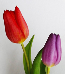 GILL, Lorraine Pearl Gill