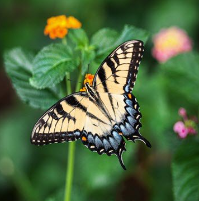 Yellow butterfly on green leaf and flowers