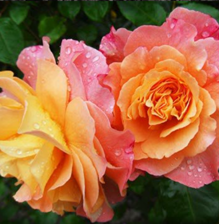 Colorful roses with raindrops on petals
