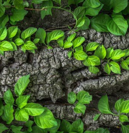 Green leaves growing on rough tree bark