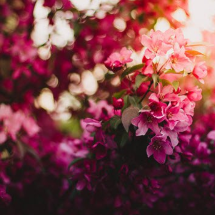 Vibrant pink flowers blooming in sunlight