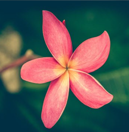 Close-up of a pink plumeria flower