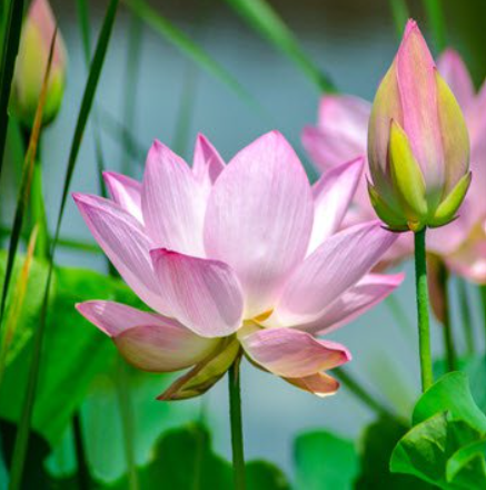Pink lotus flower and buds in green pond.