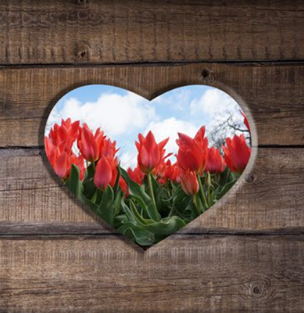 Red tulips in heart-shaped wooden frame