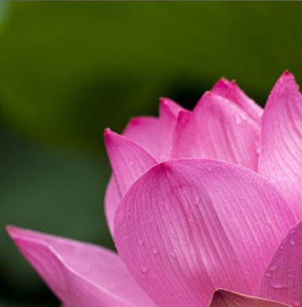 Close-up of pink lotus flower petals